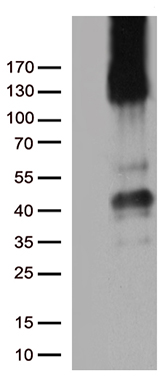 LPL Antibody