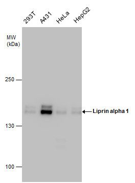 Liprin alpha 1 antibody [N1N2], N-term