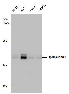 Liprin alpha 1 antibody