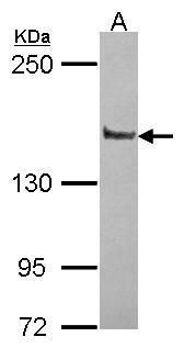 Liprin alpha 1 antibody