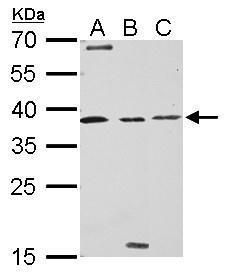 baculoviral IAP repeat containing 7 Antibody
