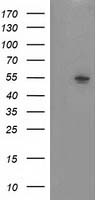 BIRC7 Antibody