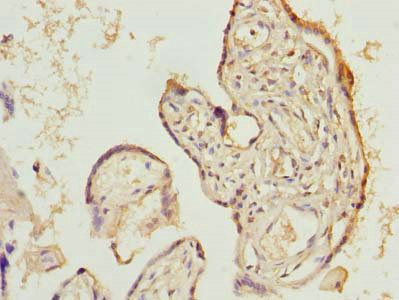 LIX1 Antibody
