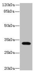 LIX1 Antibody