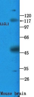 LLGL1 Rabbit Polyclonal Antibody