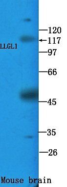 LLGL1 antibody