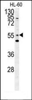 LMA1L antibody