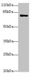 LMF2 antibody