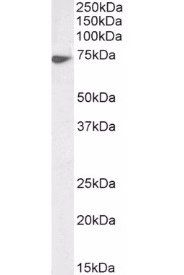 Goat anti-Lamin B1 (aa526-537) Antibody