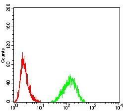 LMNB2 Antibody