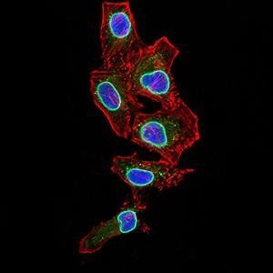 LMNB2 Antibody