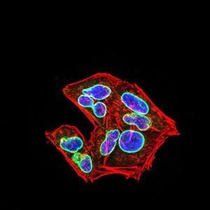 LMNB2 Antibody