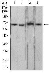 LMNB2 Antibody