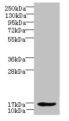 LMO3 Antibody