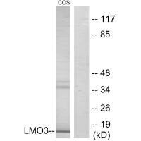 LMO3 Antibody