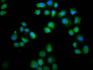 LMO7 Antibody