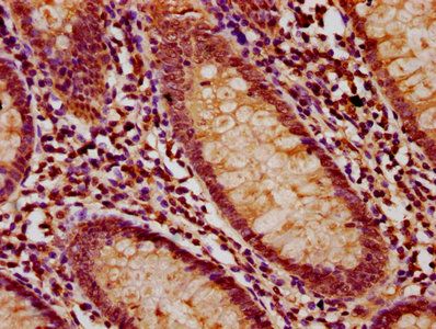 LMO7 Antibody