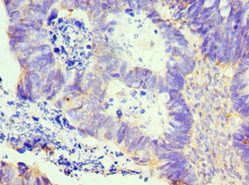 LMOD1 Antibody