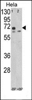LMOD1 antibody
