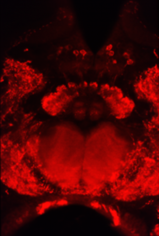 LMS antibody