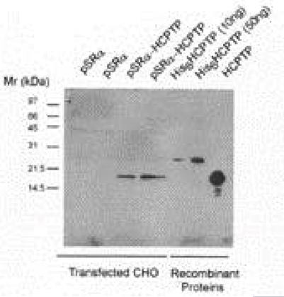 Sheep Human PTP (HCPTP) Antibody