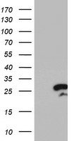 SH2B3 Antibody