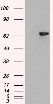 SH2B3 antibody