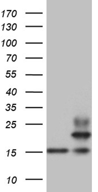 MGC12965 Antibody