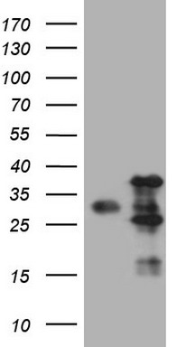 MGC12965 Antibody