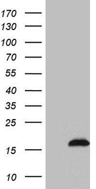 MGC12965 Antibody