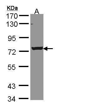 serine/threonine kinase like domain containing 1 Antibody