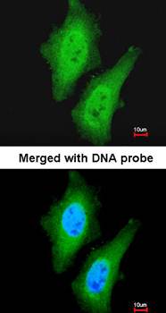 LOC169436 antibody