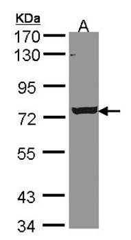 LOC169436 Rabbit Polyclonal Antibody