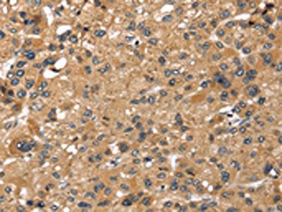 LONP1 Antibody