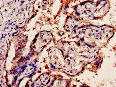 OLR1 Antibody