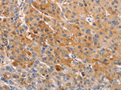 OLR1 Antibody
