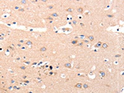 OLR1 Antibody