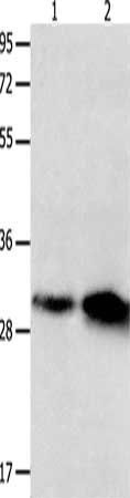 OLR1 Antibody