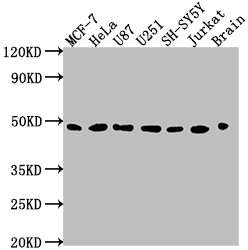 LOX Antibody