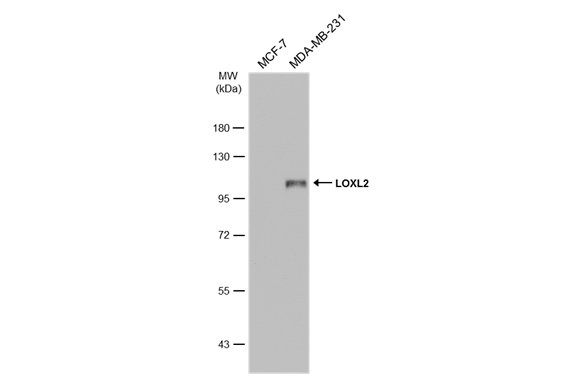 LOXL2 antibody
