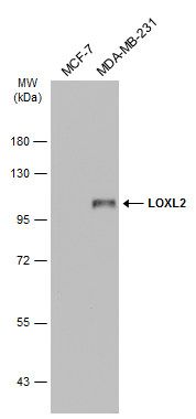 LOXL2 antibody