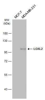 LOXL2 antibody