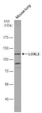 LOXL2 antibody