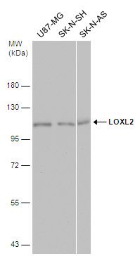 LOXL2 antibody