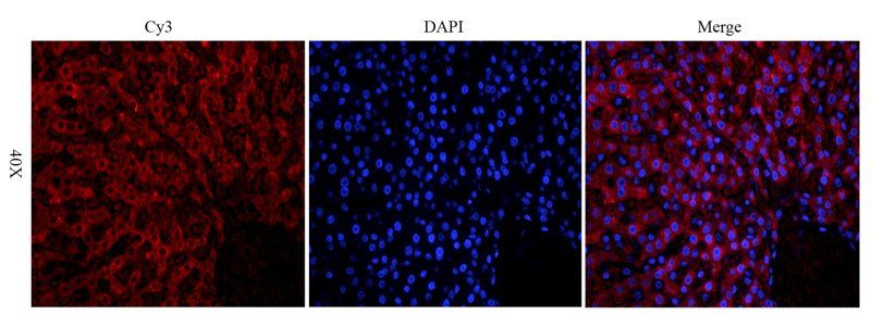 LOXL2 antibody