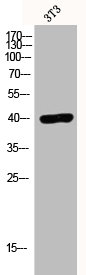 LPAR3 antibody