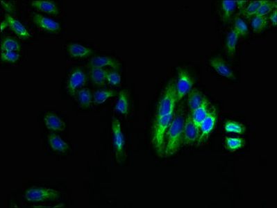 LPAR4 Antibody