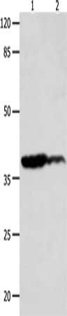 LPAR4 antibody