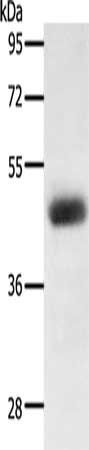 LPAR4 Antibody