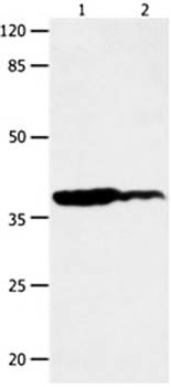 LPAR4 Antibody